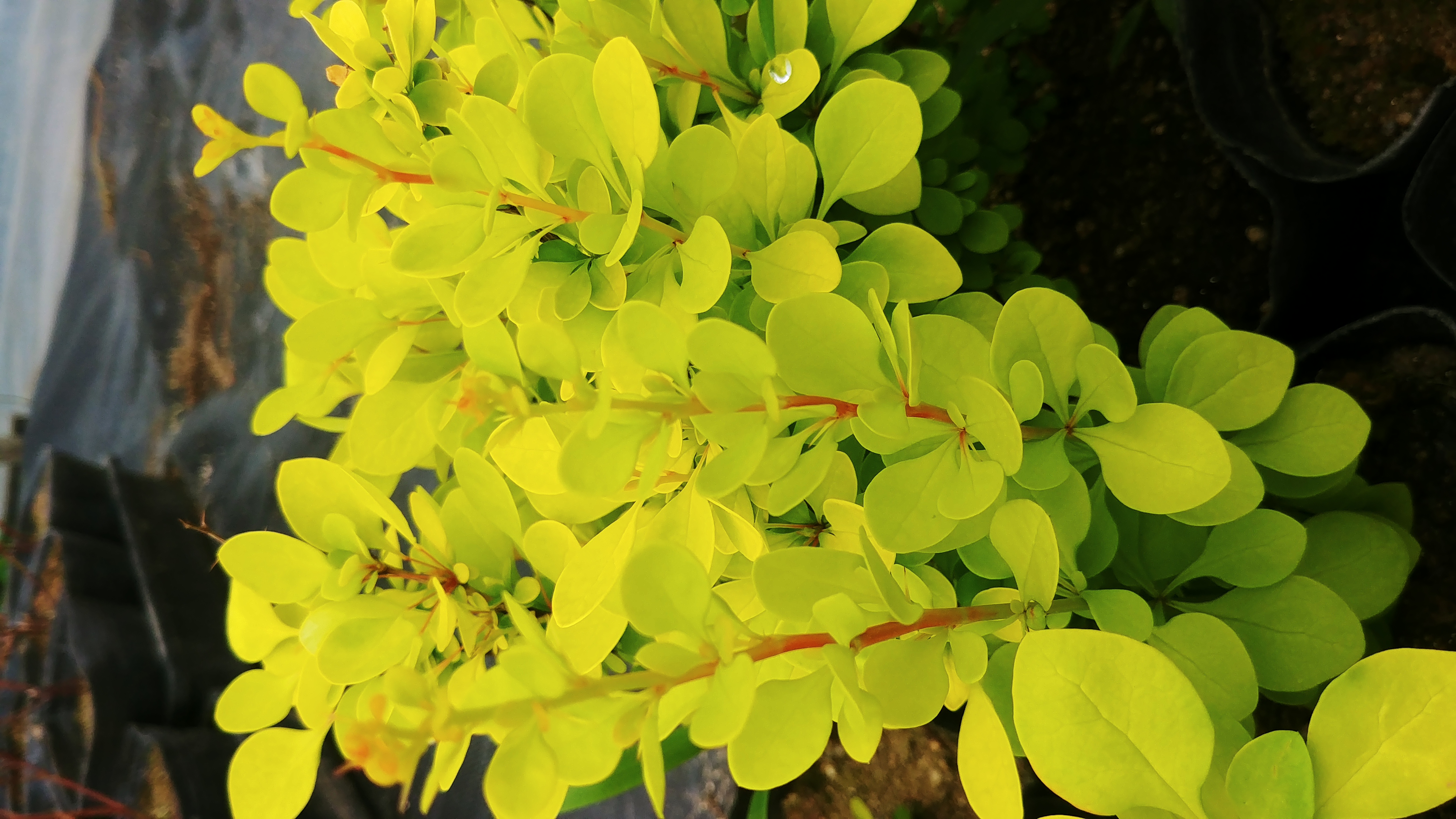 Berberis thunbergii 'Maria'